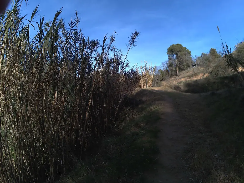 Sota Nogueres camí del Bosc.webp