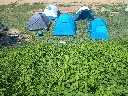 zona acampada grups petits barcelona.webp