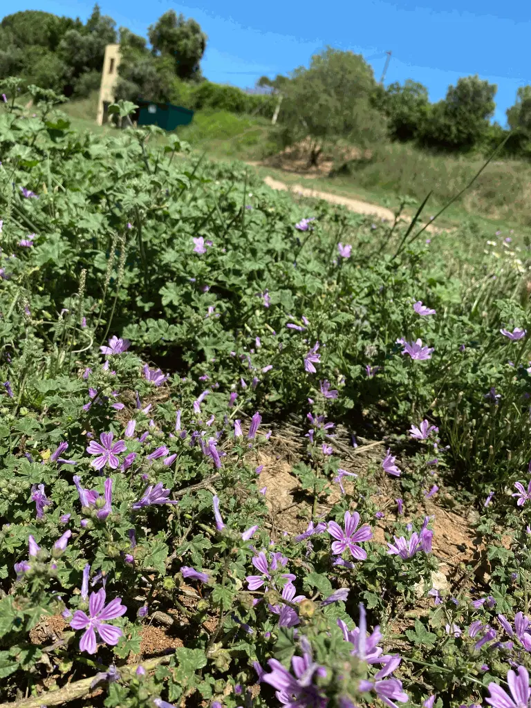 terreny-acampada-camping-pou-feixa-cardedeu-capuxi-lavanda-lavabos-dutxes.webp