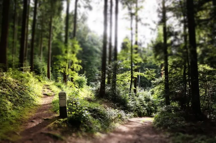 Jocs i gimcanes: Gimcana de bosc