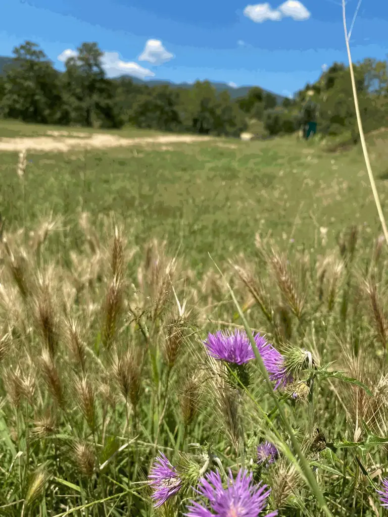 Terreny d'acampada - Els Pollancres