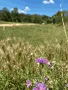 Terreny d'acampada - Els Pollancres
