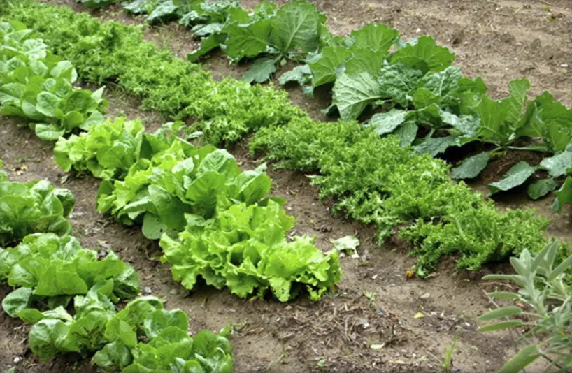Talleres de naturaleza: Huerto y árboles frutales