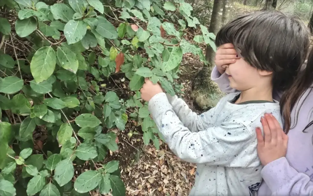 Jocs i gimcanes: El bosc amb els cinc sentits