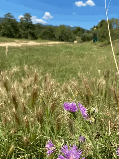 Terreny d'acampada - Els Pollancres