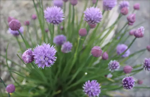 Tallers de natura: Plantes aromàtiques