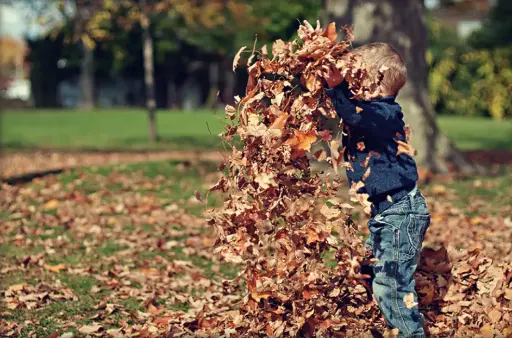 Tallers de natura: La tardor ha arribat al bosc