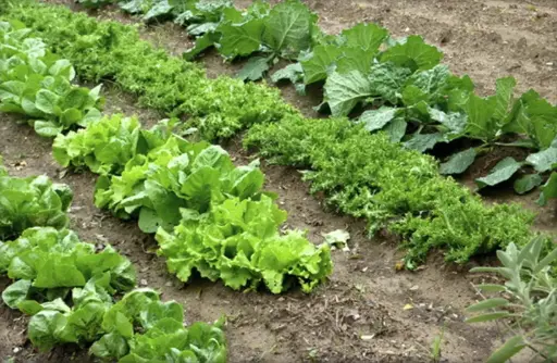 Tallers de natura: Hort i arbres fruiters