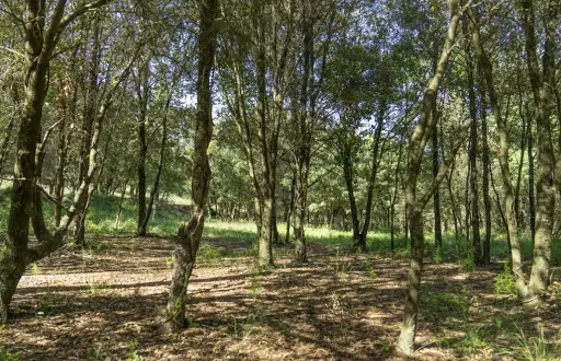 Juegos y gincanas: Gincana de bosque